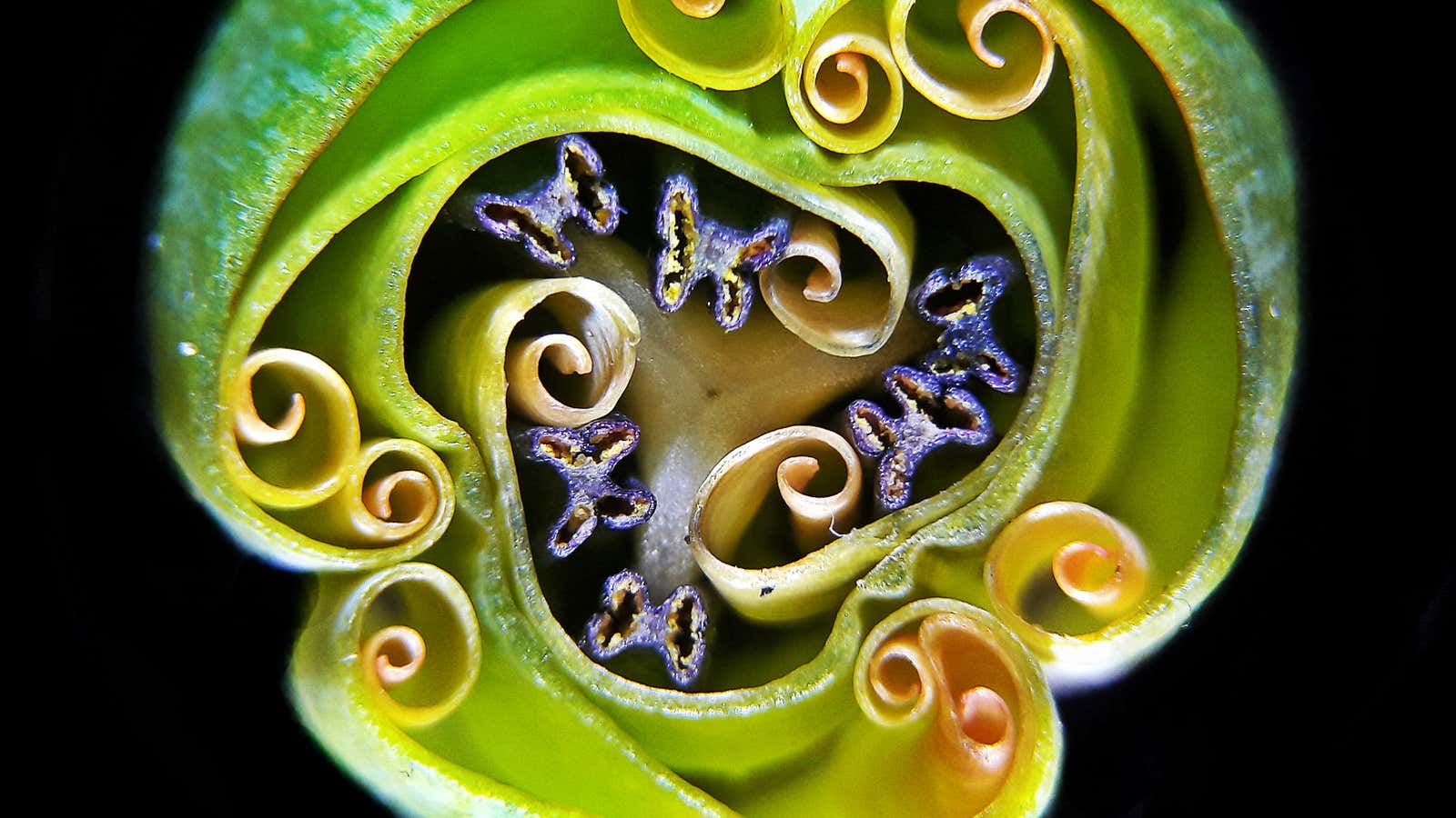 “Tulip bud cross section”