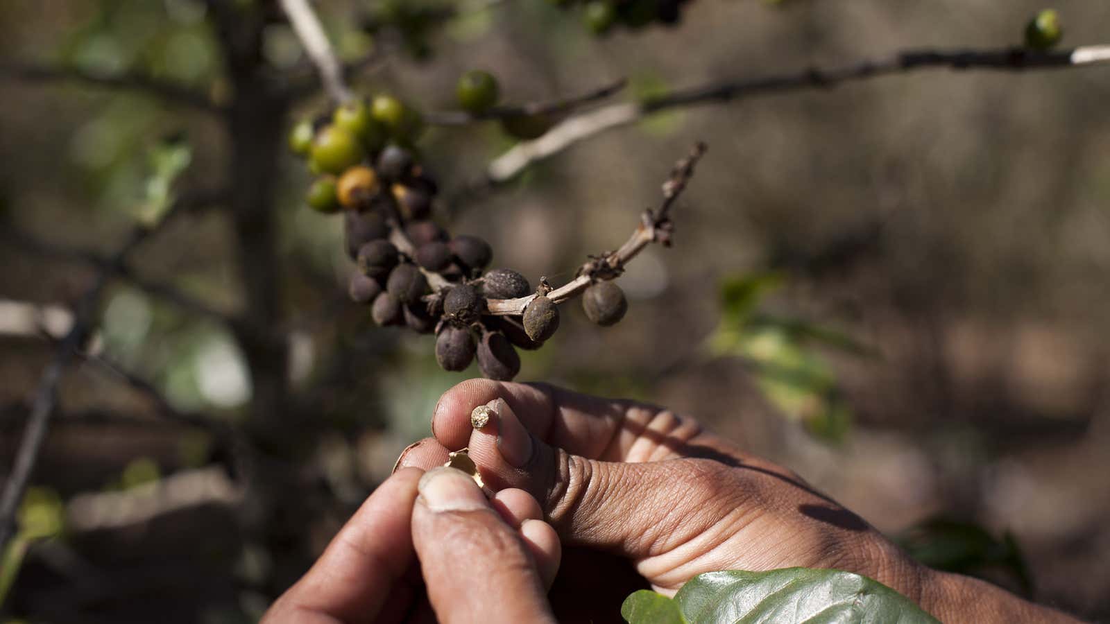 Coffee growers and coffee lovers have reasons to worry.