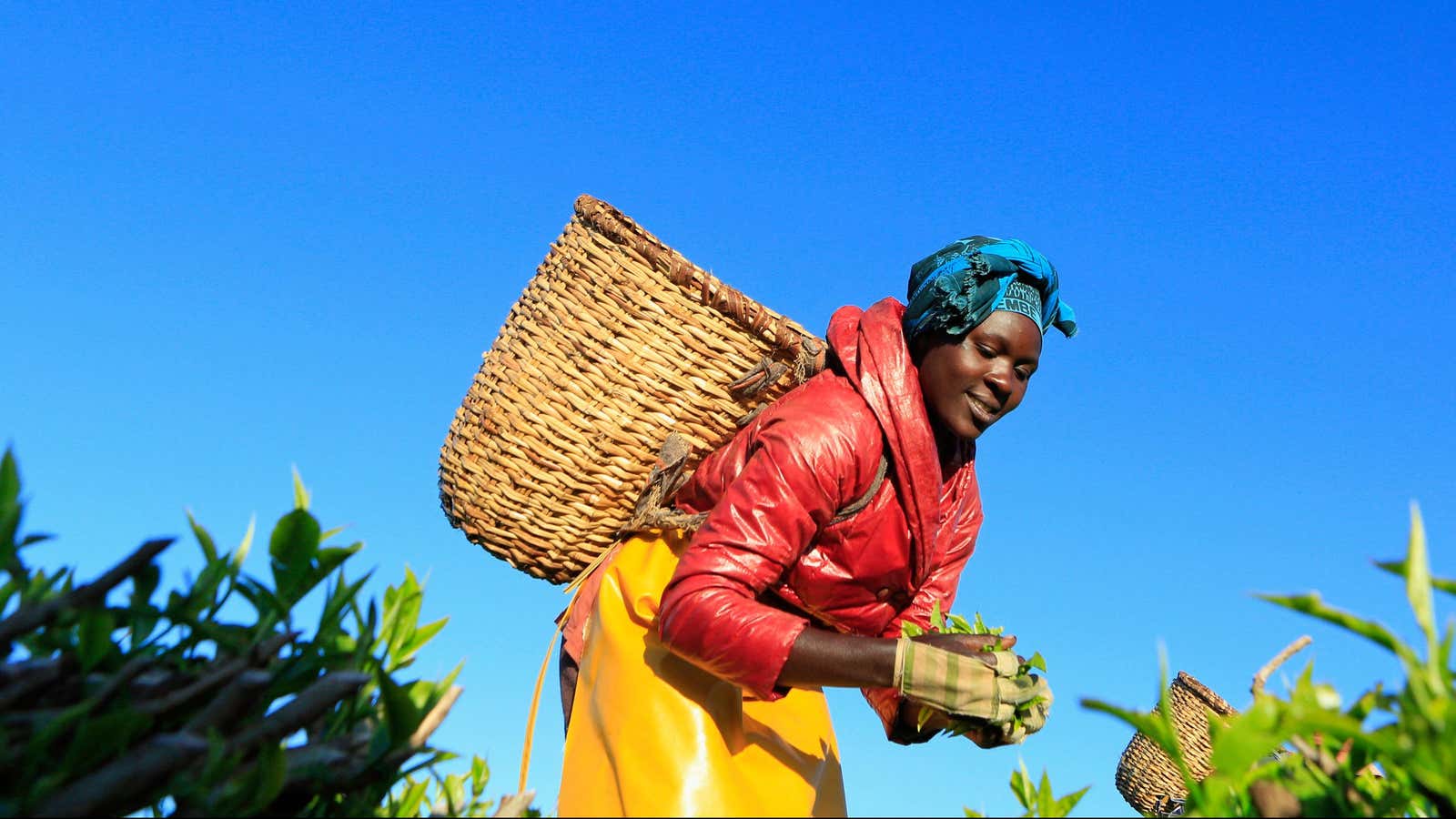 Tea picker in Nandi hills, Kenya