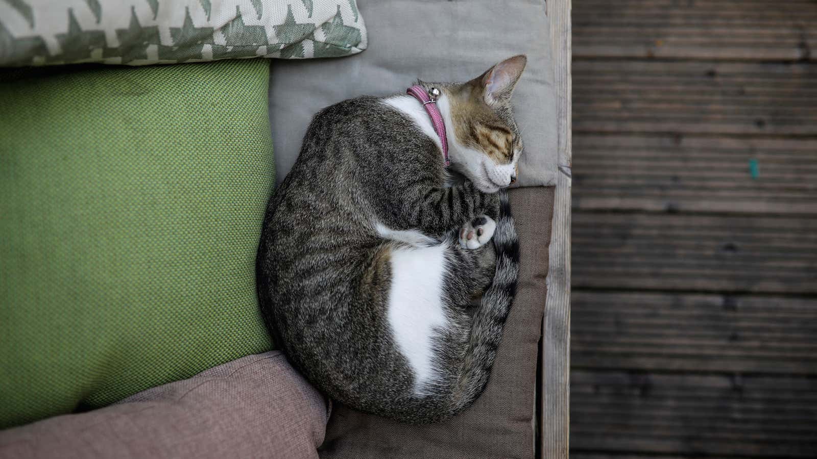 A cat sleeps inside a coffee shop in downtown Belgrade, Serbia September 6, 2018.