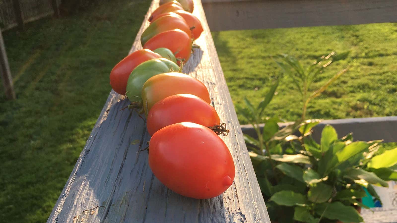 Line ’em up.