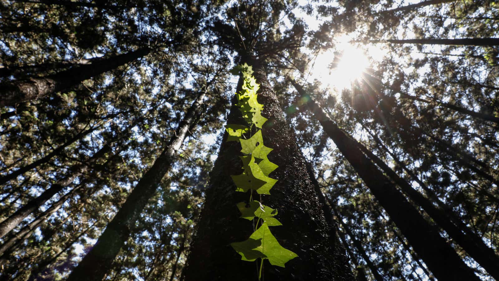 Investments in forest conservation can help companies reach net zero emissions, but there are major limits to the use of offsets.