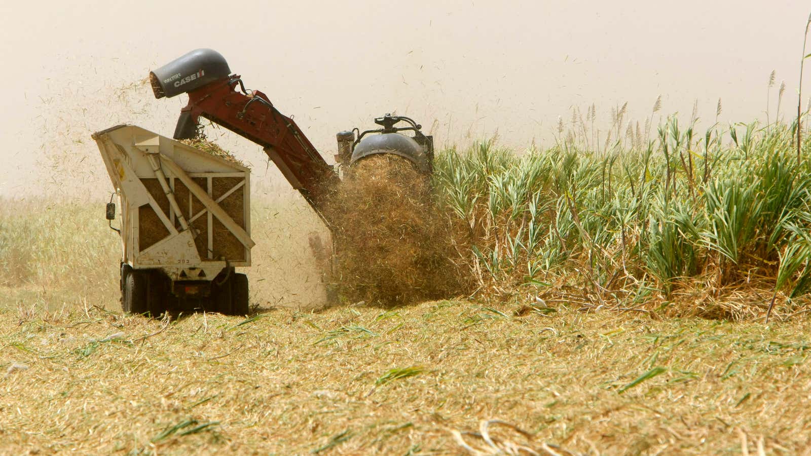 Sugarcane harvesting at the White Nile Sugar Factory in El Diwaym.