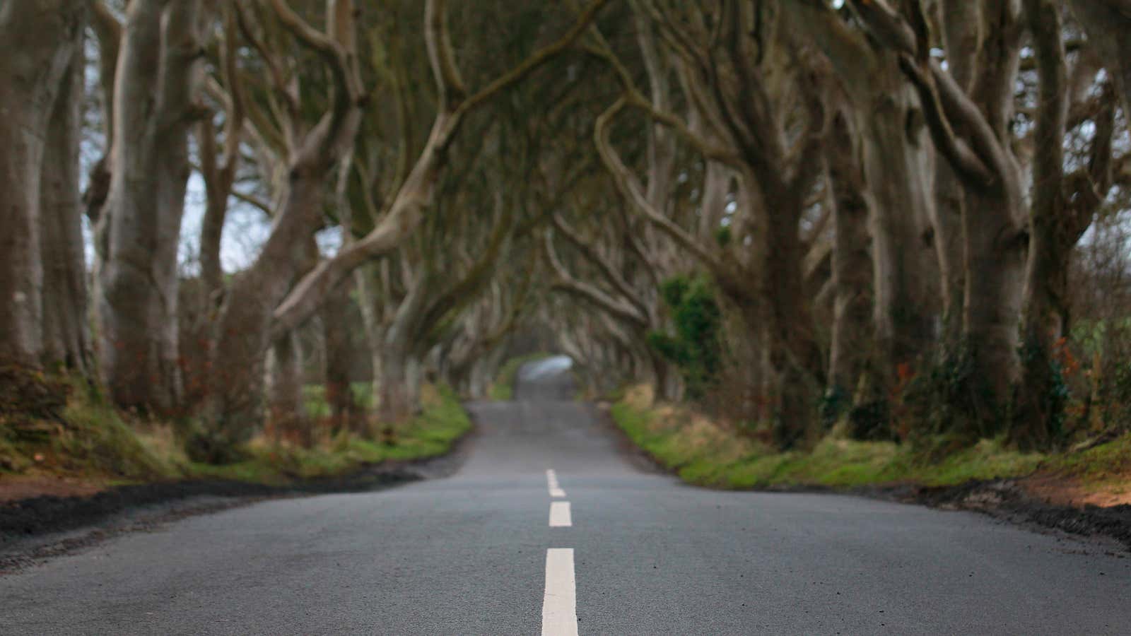 The Dark Hedges of Northern Ireland.