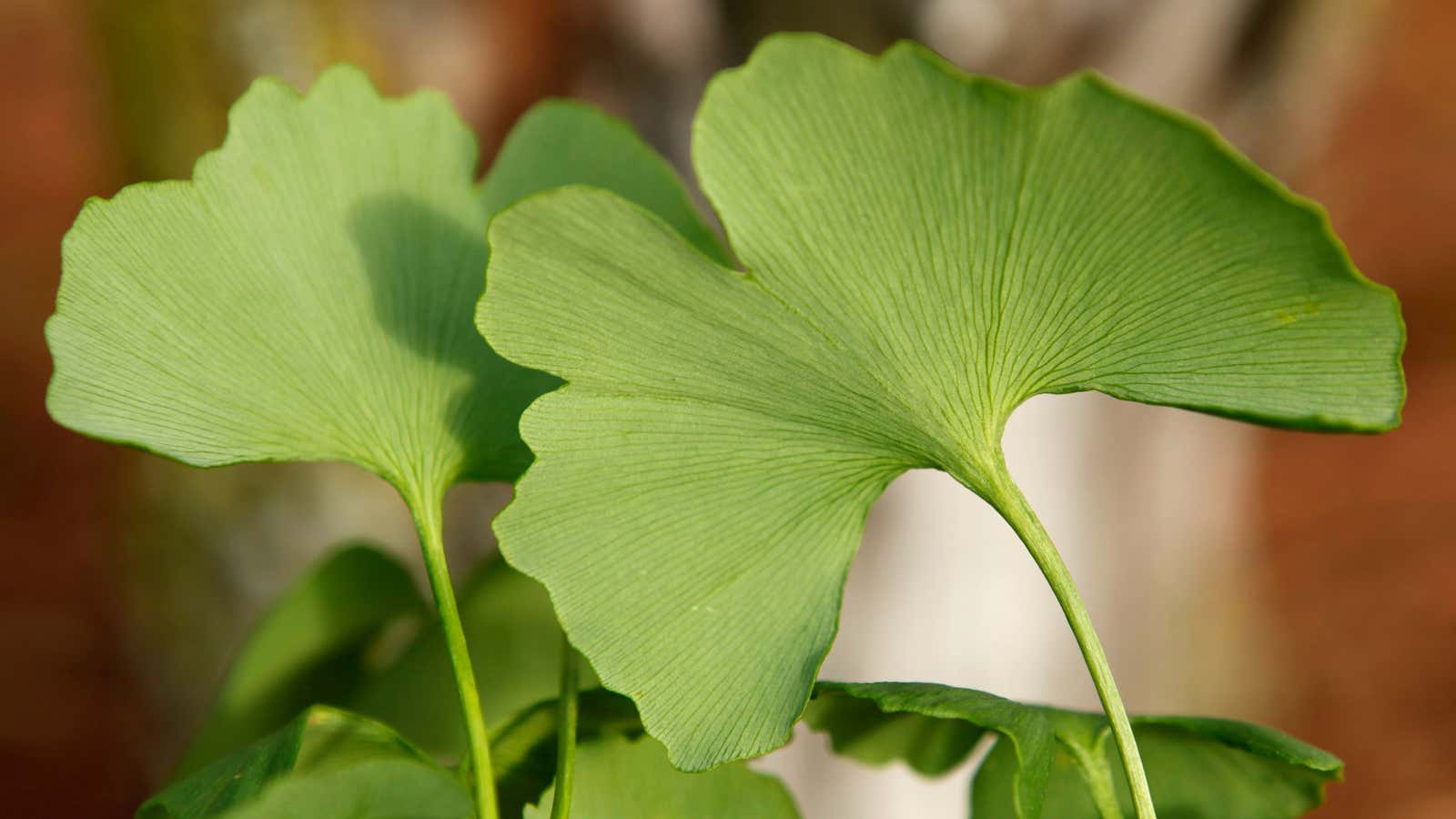 Ginkgo biloba, pre-capsule.