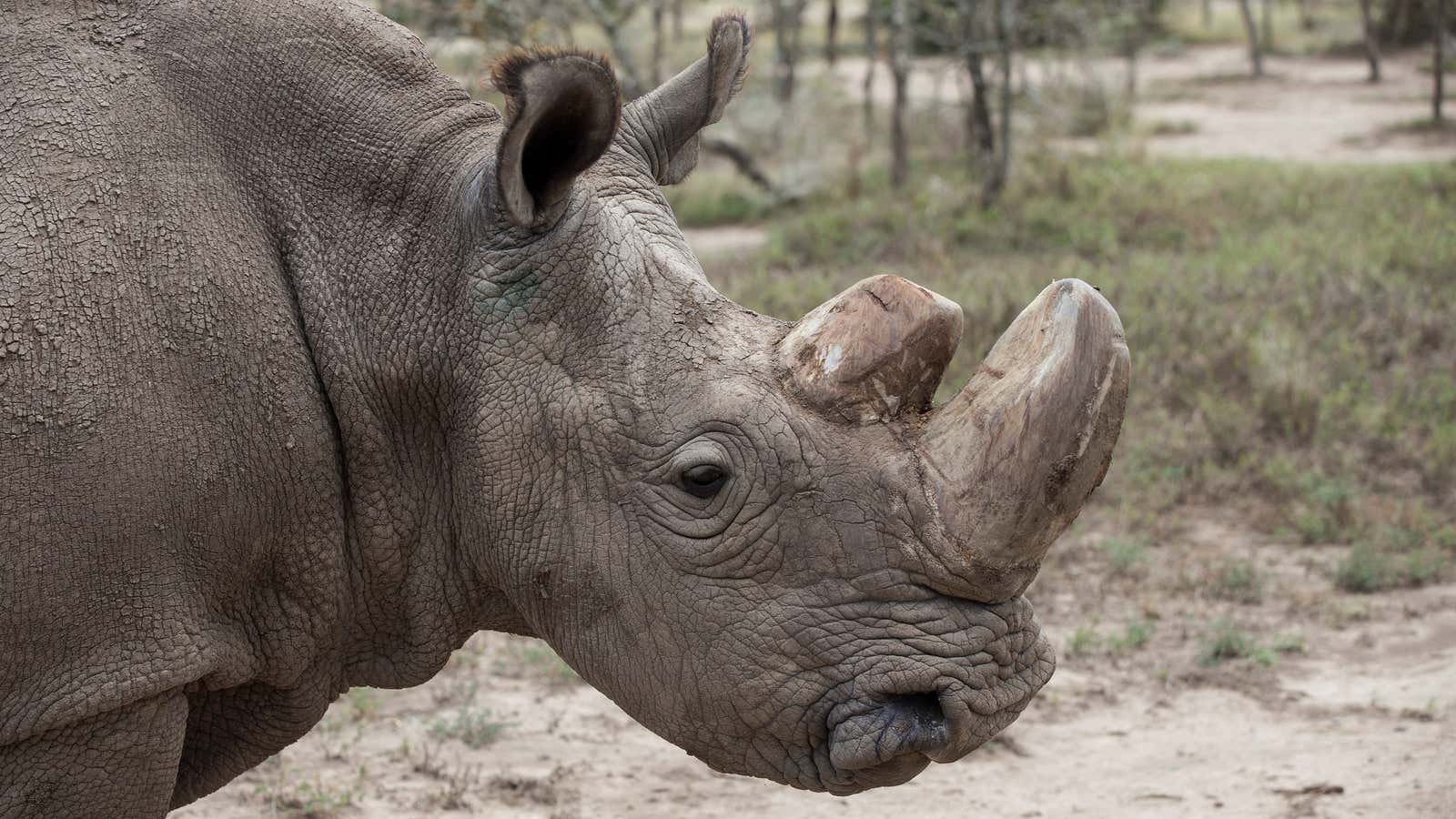 Sudan, the last surviving male northern white rhino,  seen in 2017.