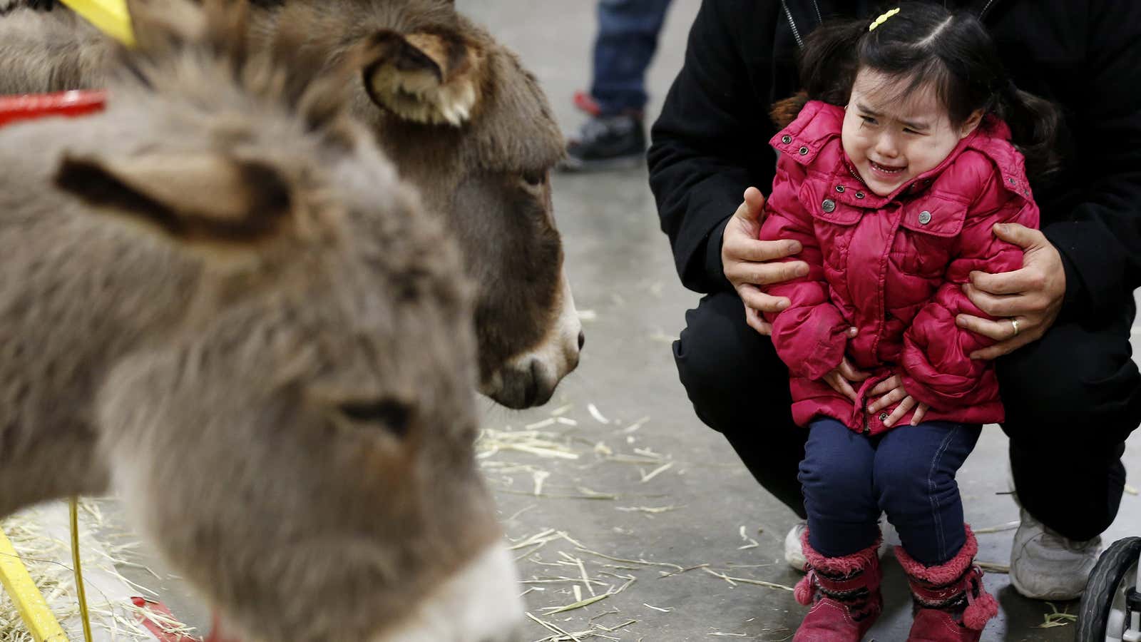 Joy Leroux, 2, is held by her father, Christian Leroux, while reacting to donkeys approaching her at the Kids Fun Fair &amp; Traveling Zoo at…