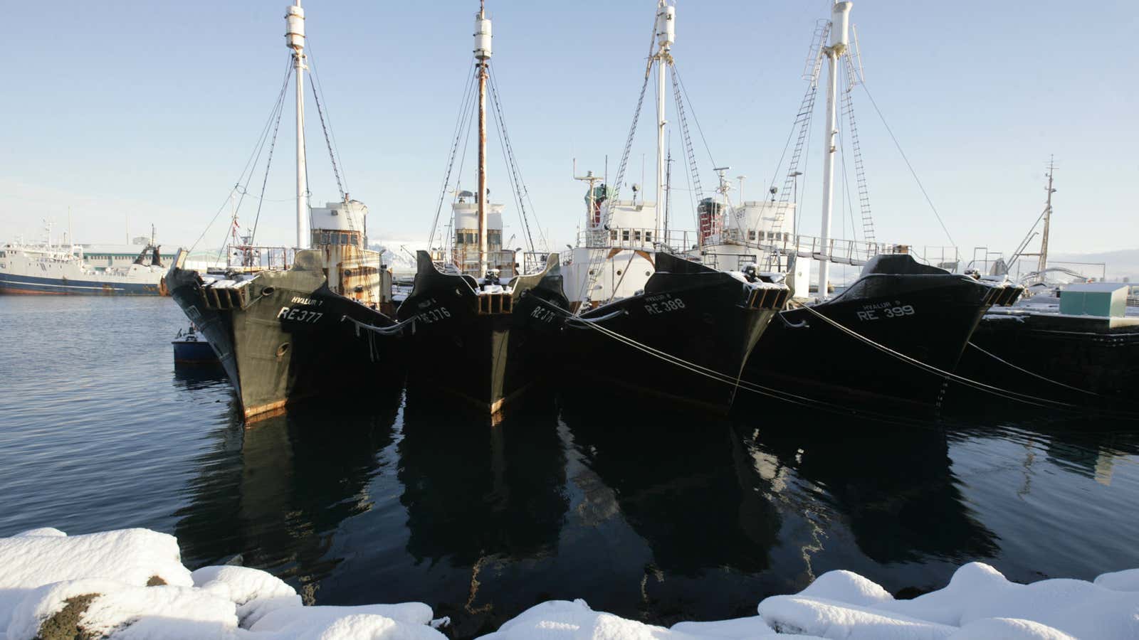 Whaling ships in tourist capital Reykjavik.