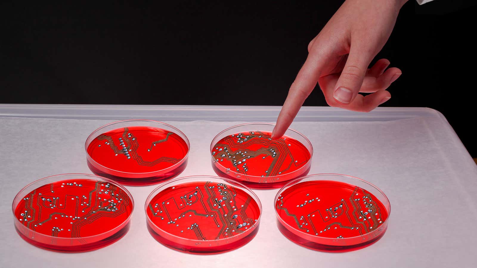 Your microbes are destroying the experiment.