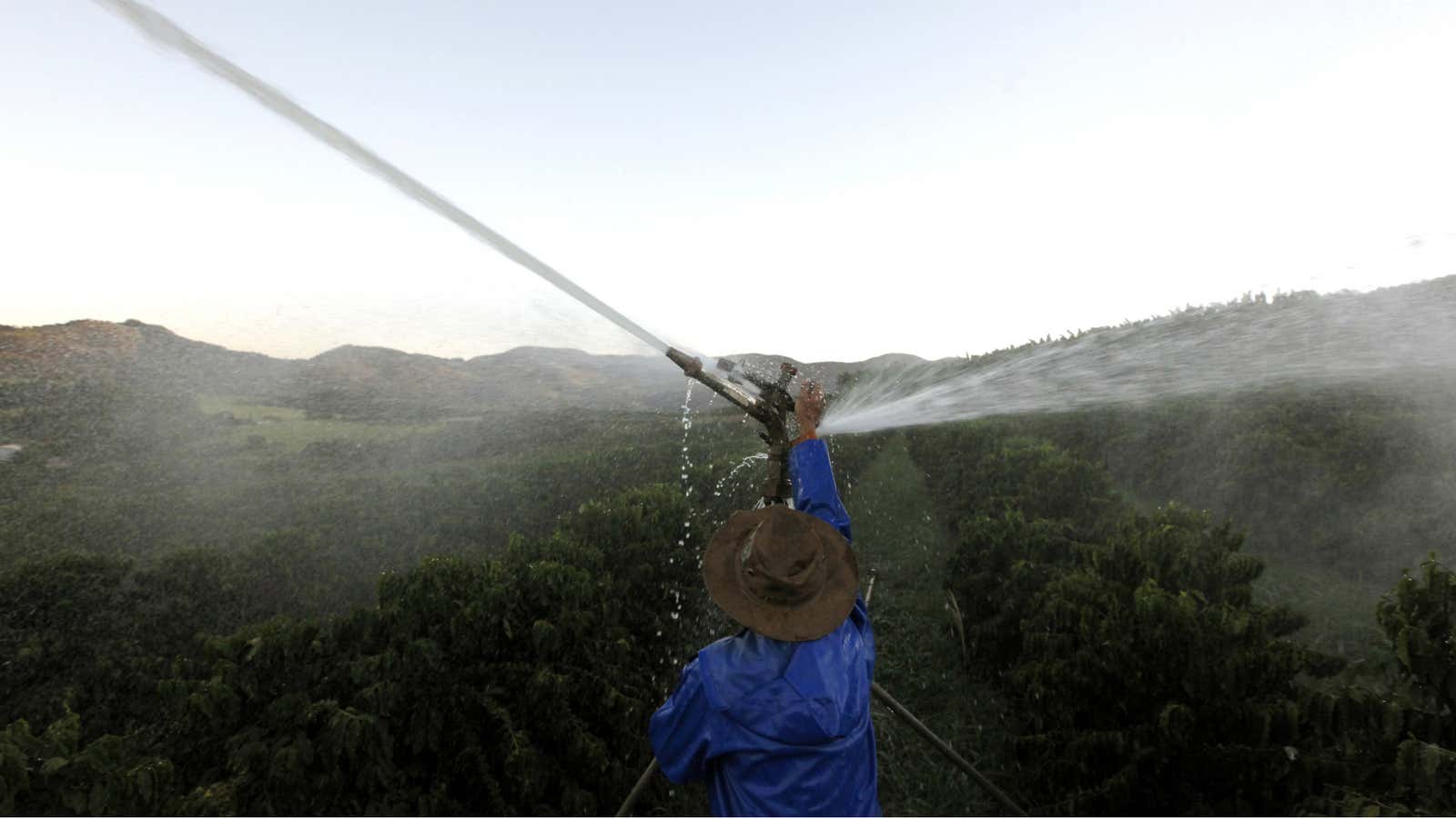 Some needed irrigation in Brazil’s coffee belt.