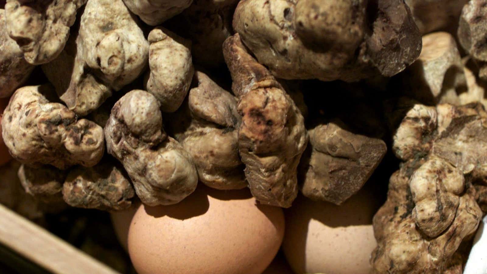 White truffles, ready for the plate.