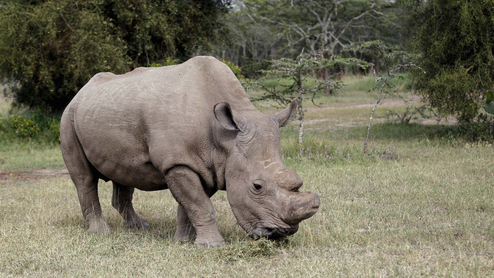 One of the world’s five remaining white rhinos has died, “a symbol of ...