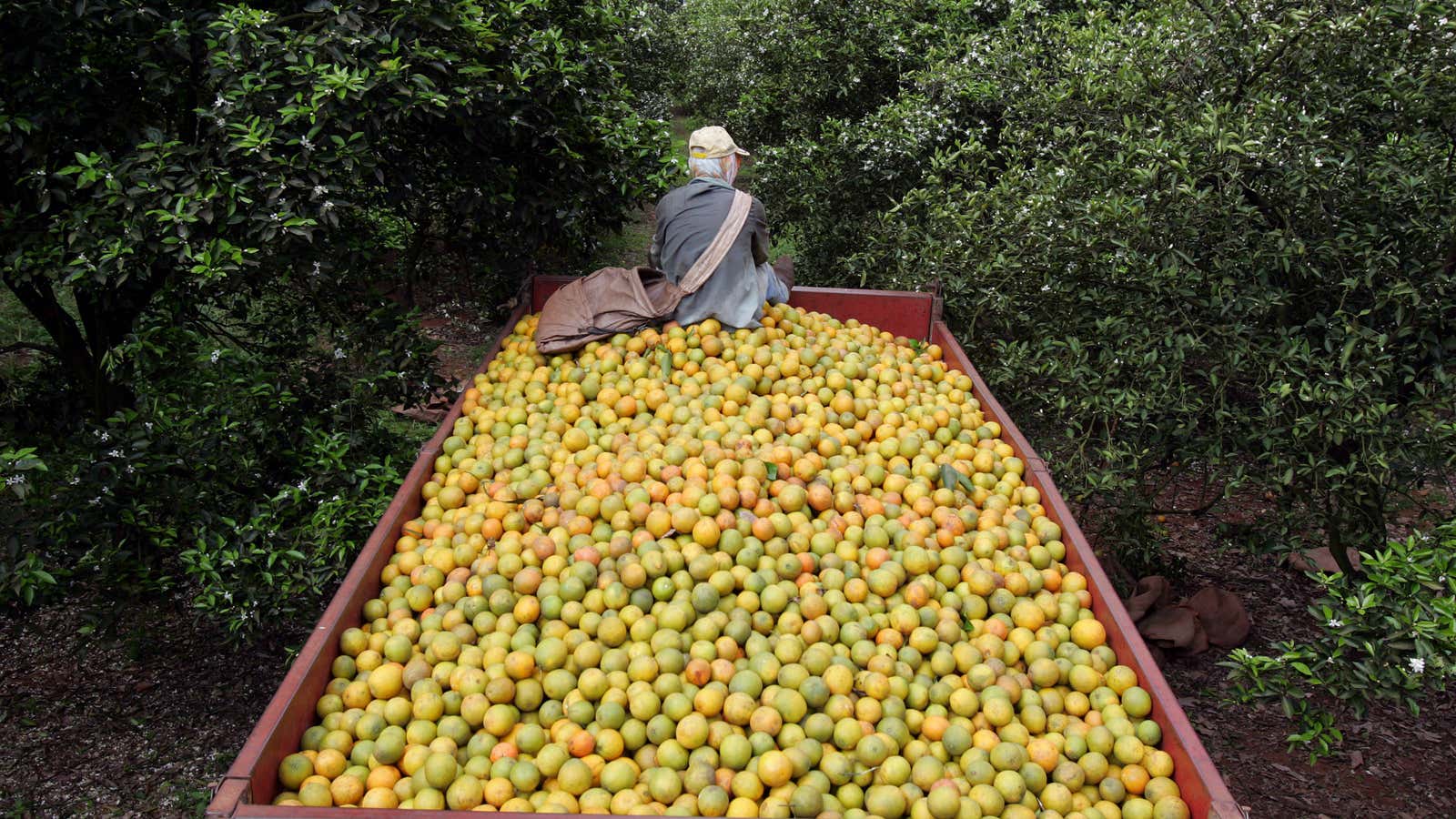 Brazil is sitting on trucks-full of oranges.