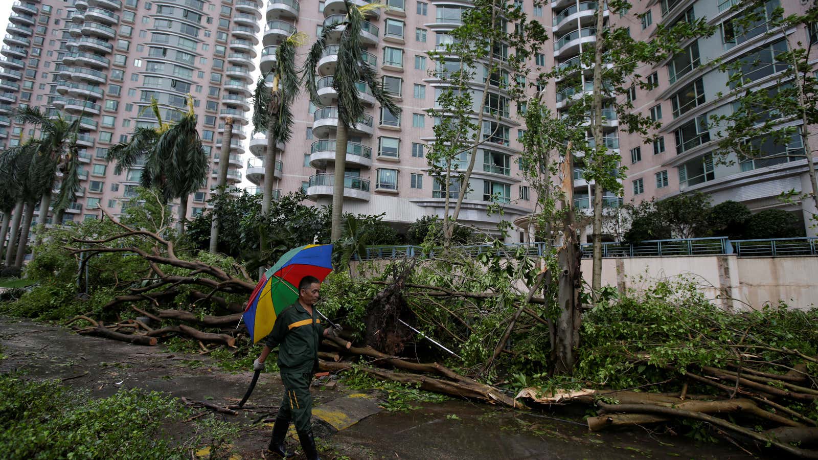 A man walks past fallen trees in Shenzhen, Guangdong province, China.