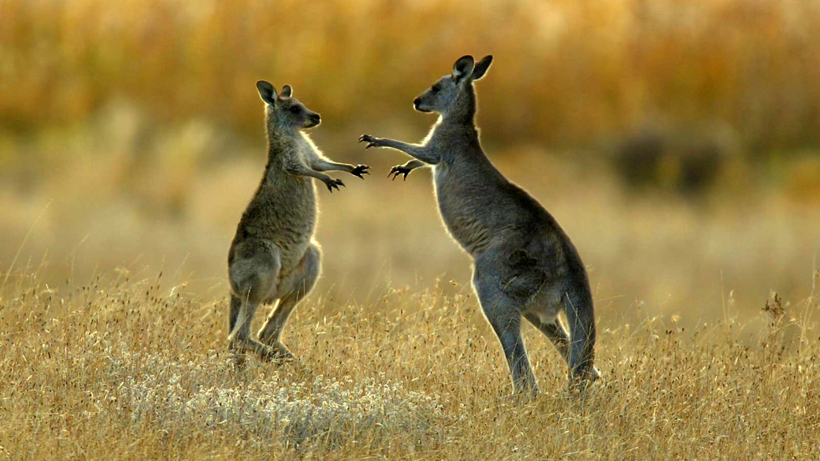 What fights over climate change look like down under.