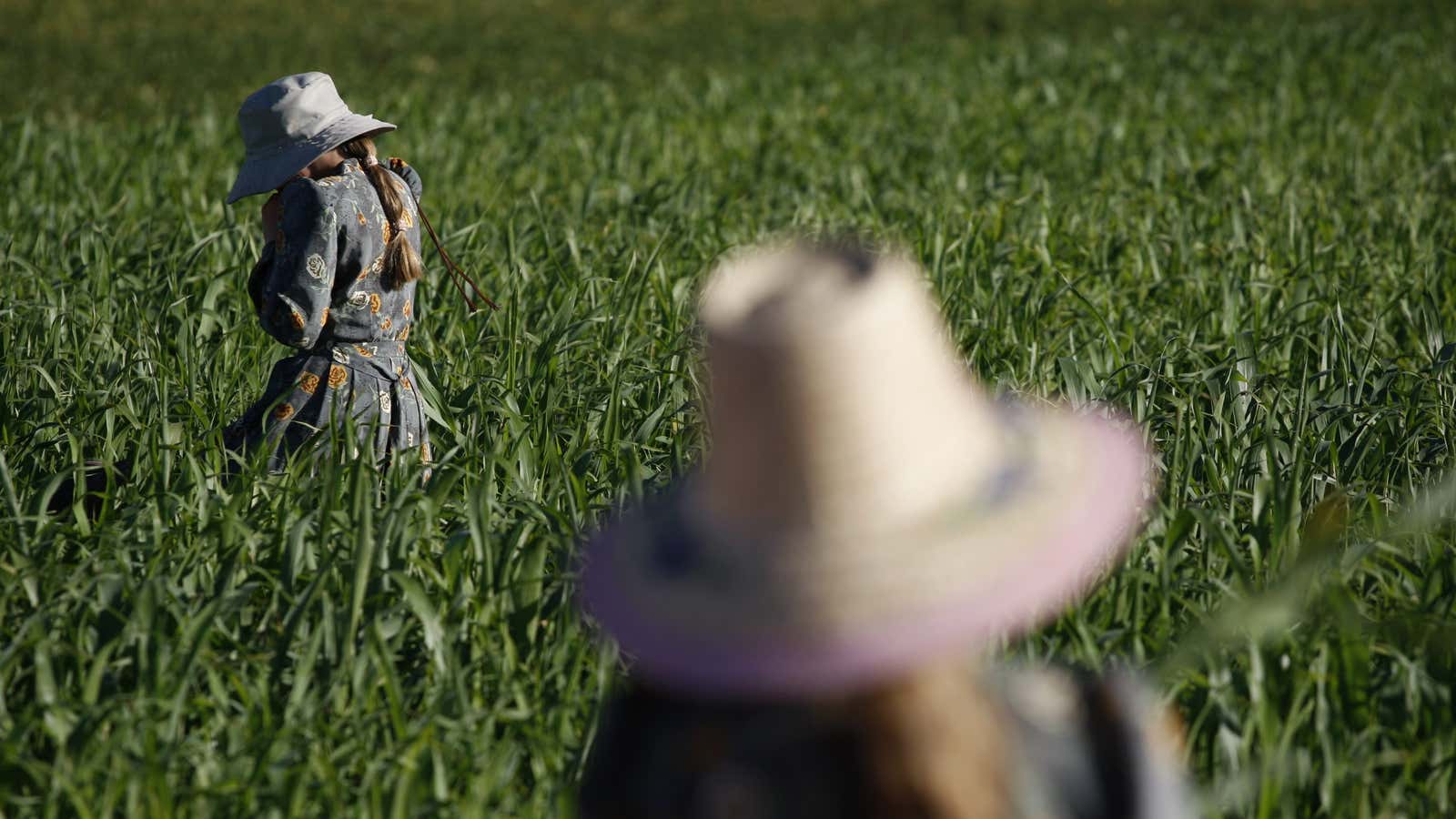 The Mennonite faith dates back to 16th-century Switzerland.