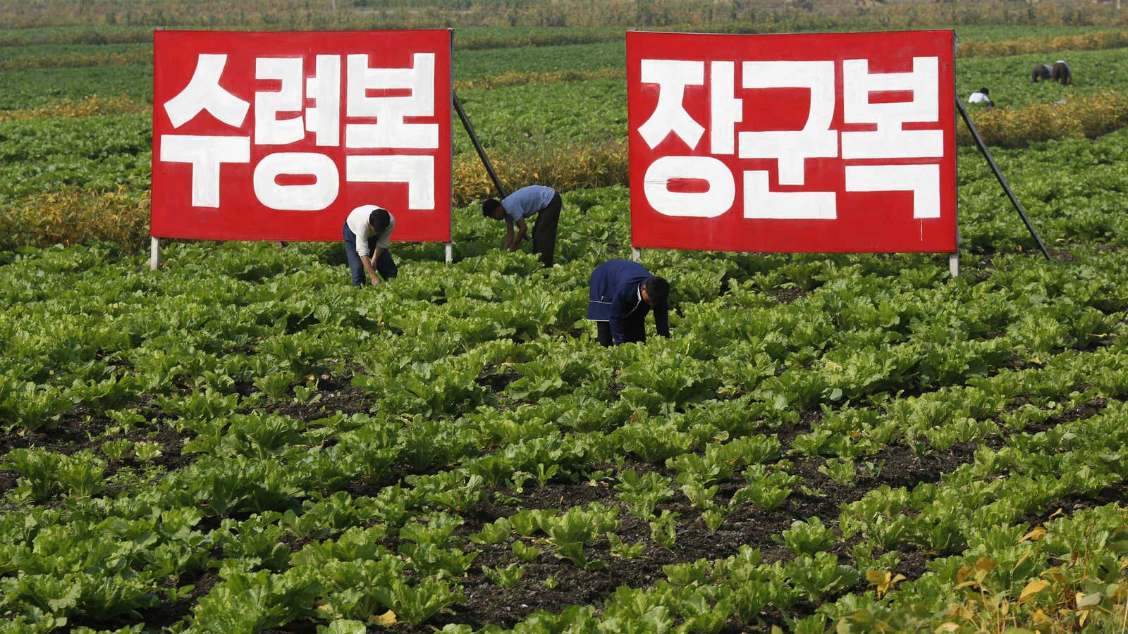 North Korean farmers work at a cooperative farm. The signs read “Fortune of holding great leader (Kim Il Sung) as father,” and “Fortune of holding great general (Kim Jong Il) as father.”