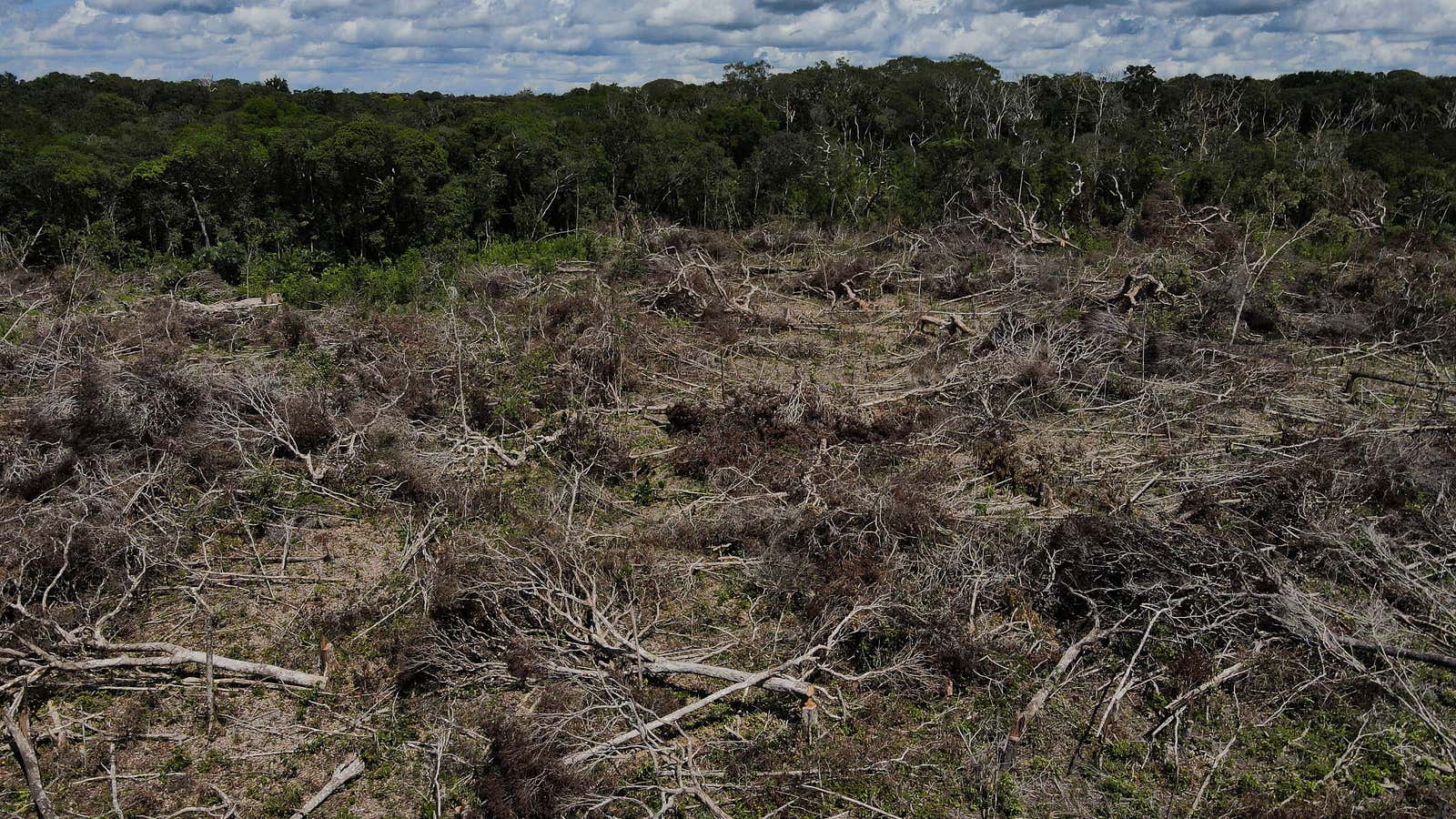 Carbon offsets derived from &quot;avoided deforestation&quot; accounted for almost half of all offsets purchased in 2021. 