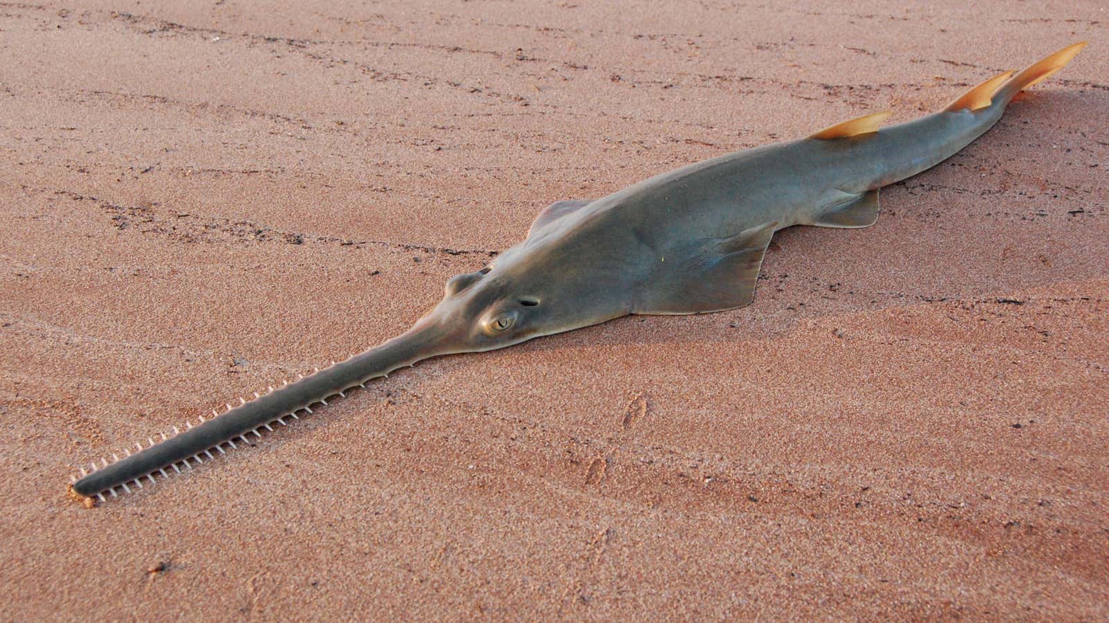 Populations of green sawfish, which can reach 7m in length, have shrunk 80% in 30 years.