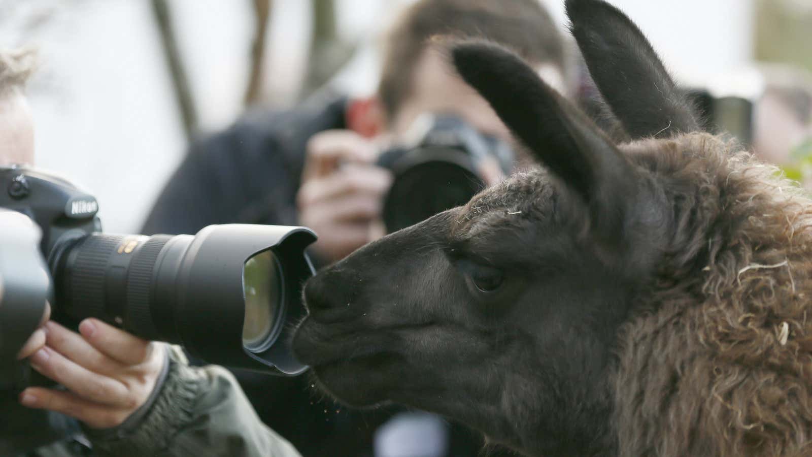 Exactly what the world needs: more llama pics.