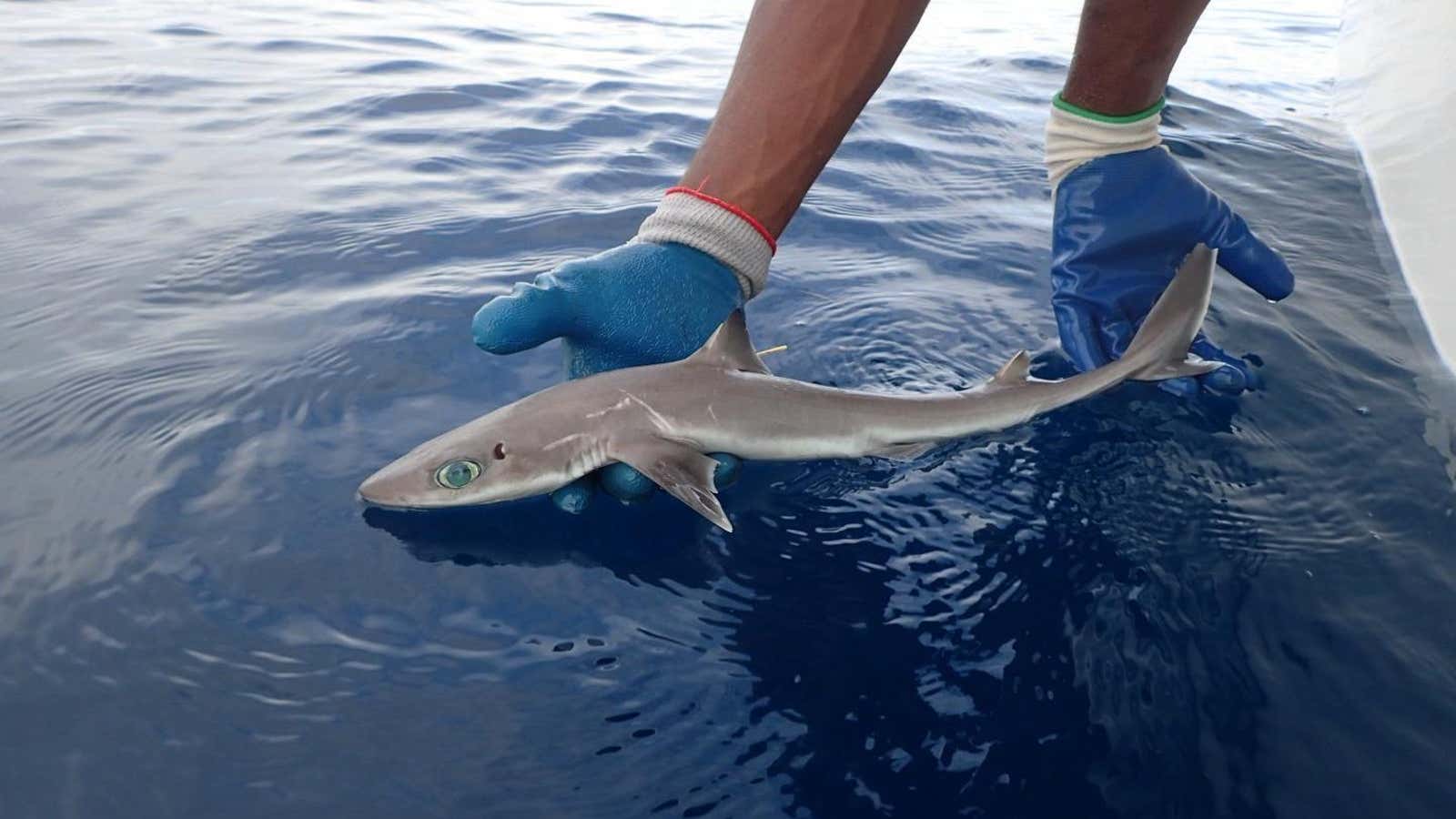 Genie’s Dogfish, or Squalus clarkae, a new shark species named after marine biologist Eugenie Clark.