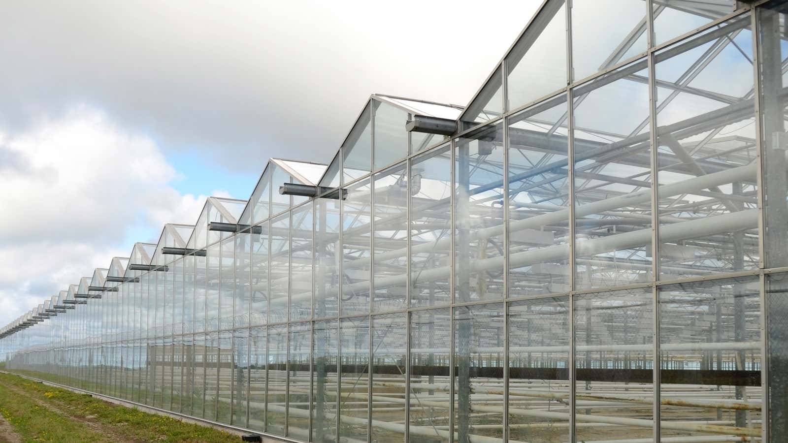 A seven-acre greenhouse facility in Ontario run by Supreme Pharmaceuticals, formerly a copper exploration company.