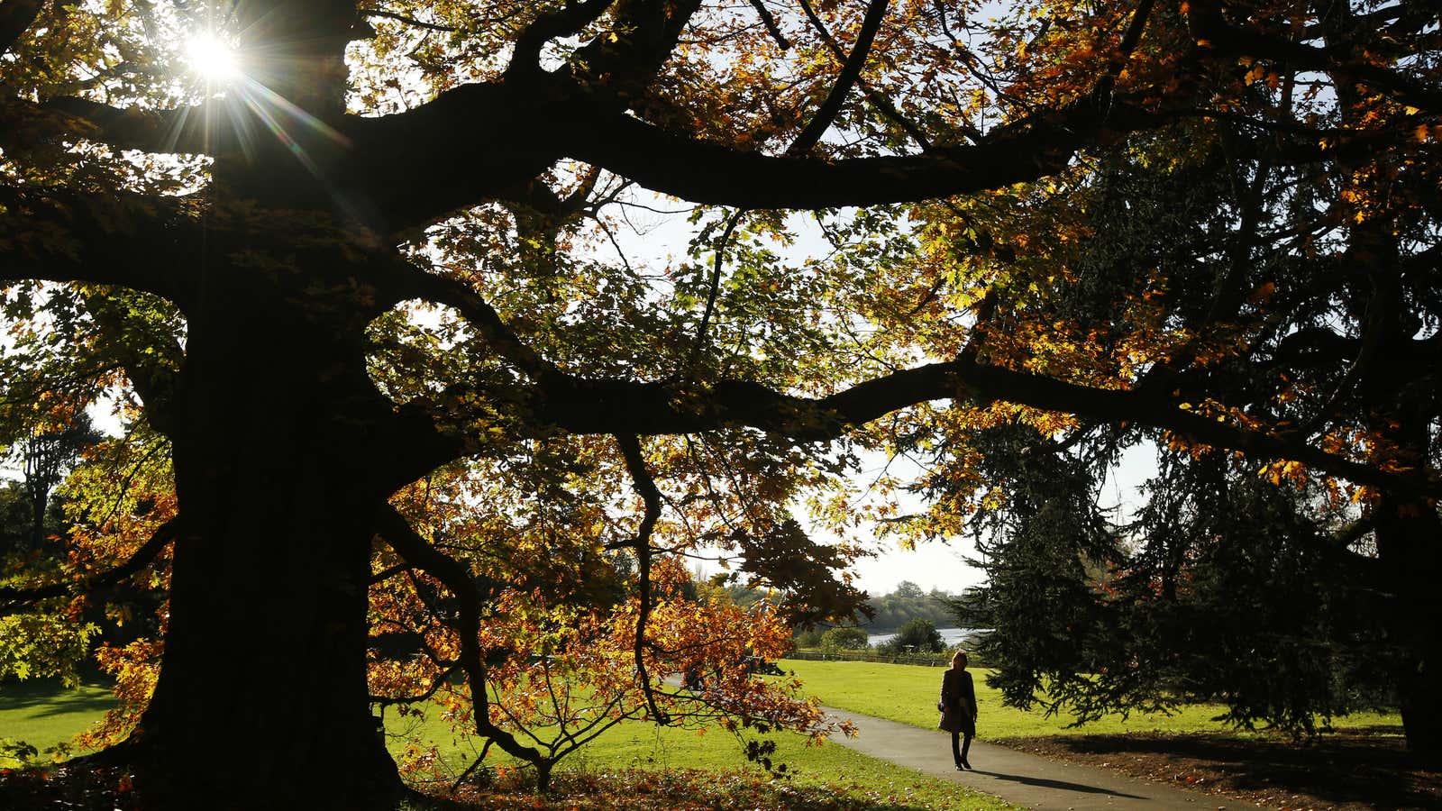 The tyranny of trees.