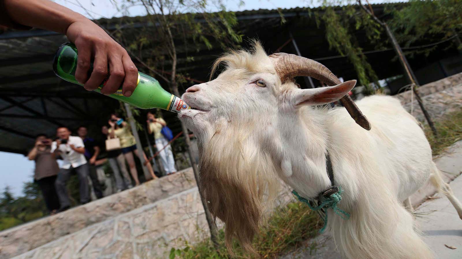 Beer so cheap you could even treat your animals.