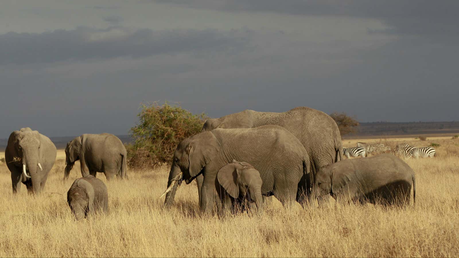 Watching the herd