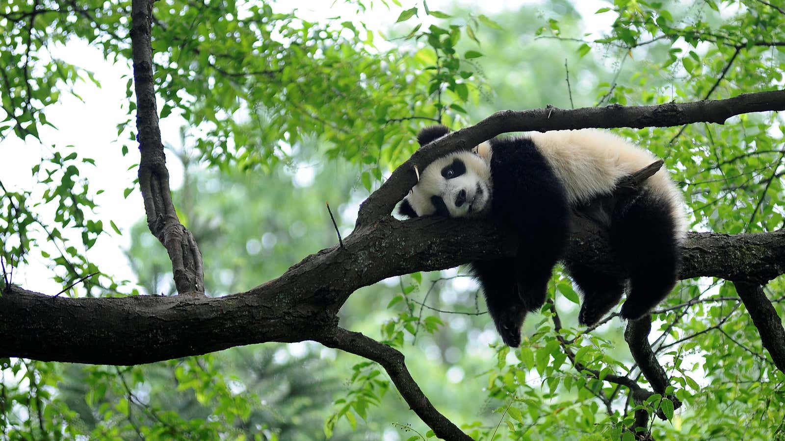 China announced a new fund to support biodiversity initiatives in lower-income countries on Oct. 12.