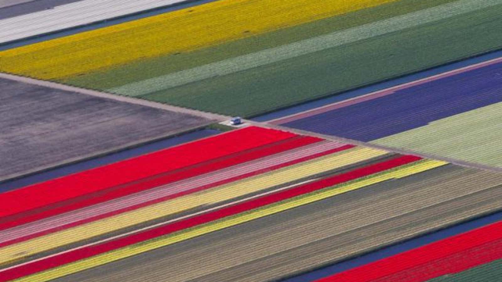 An aerial view of flower fields is seen near the Keukenhof park, also known as the Garden of Europe, in Lisse, The Netherlands April 15, 2015.  REUTERS/Yves Herman