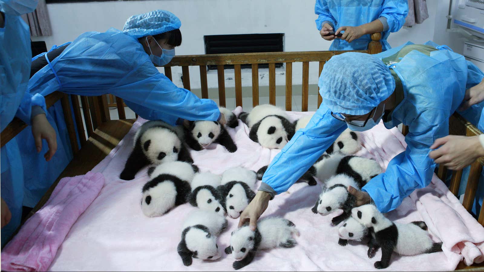 89. In September, giant pandas became the latest species to be taken off the endangered list.