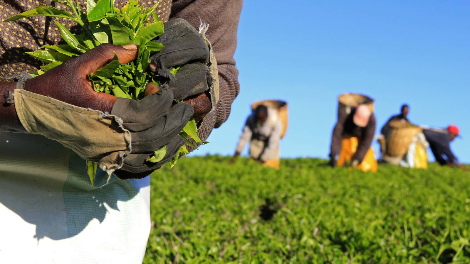 A woman picks tea leaves at a plantation in Nandi Hills, in Kenya’s highlands