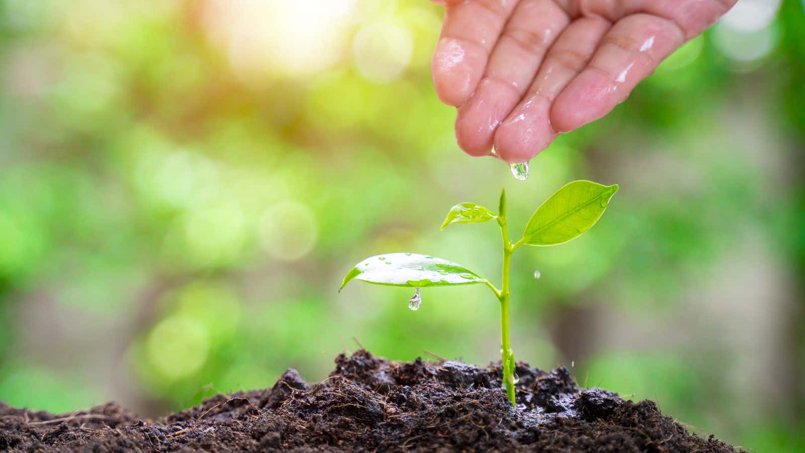 Seed collectors hope to rescue genetic diversity by finding the plants’ wild cousins.