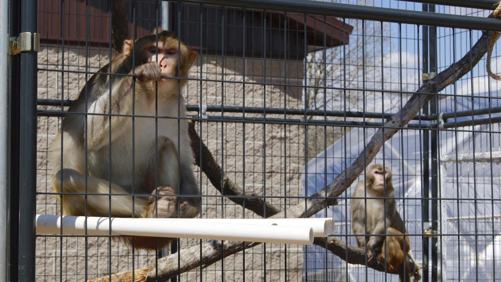 A pair of rhesus macaques that have been “retired” from medical research at a sanctuary in Wisconsin.