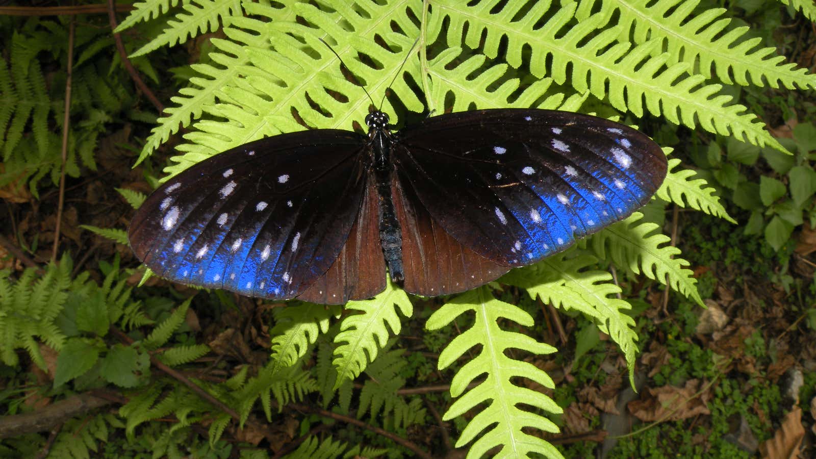 The Striped Blue Crow Euploea mulciber has brilliant blue markings and a slow, unhurried flight.