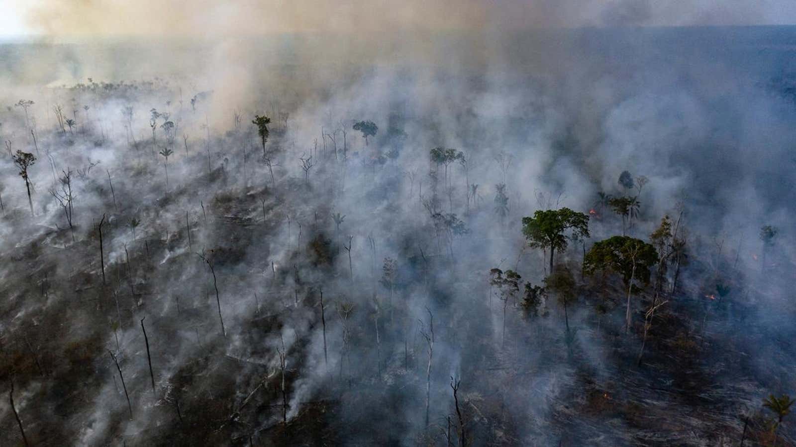 Indigenous people are our best hope for saving the Amazon rainforests