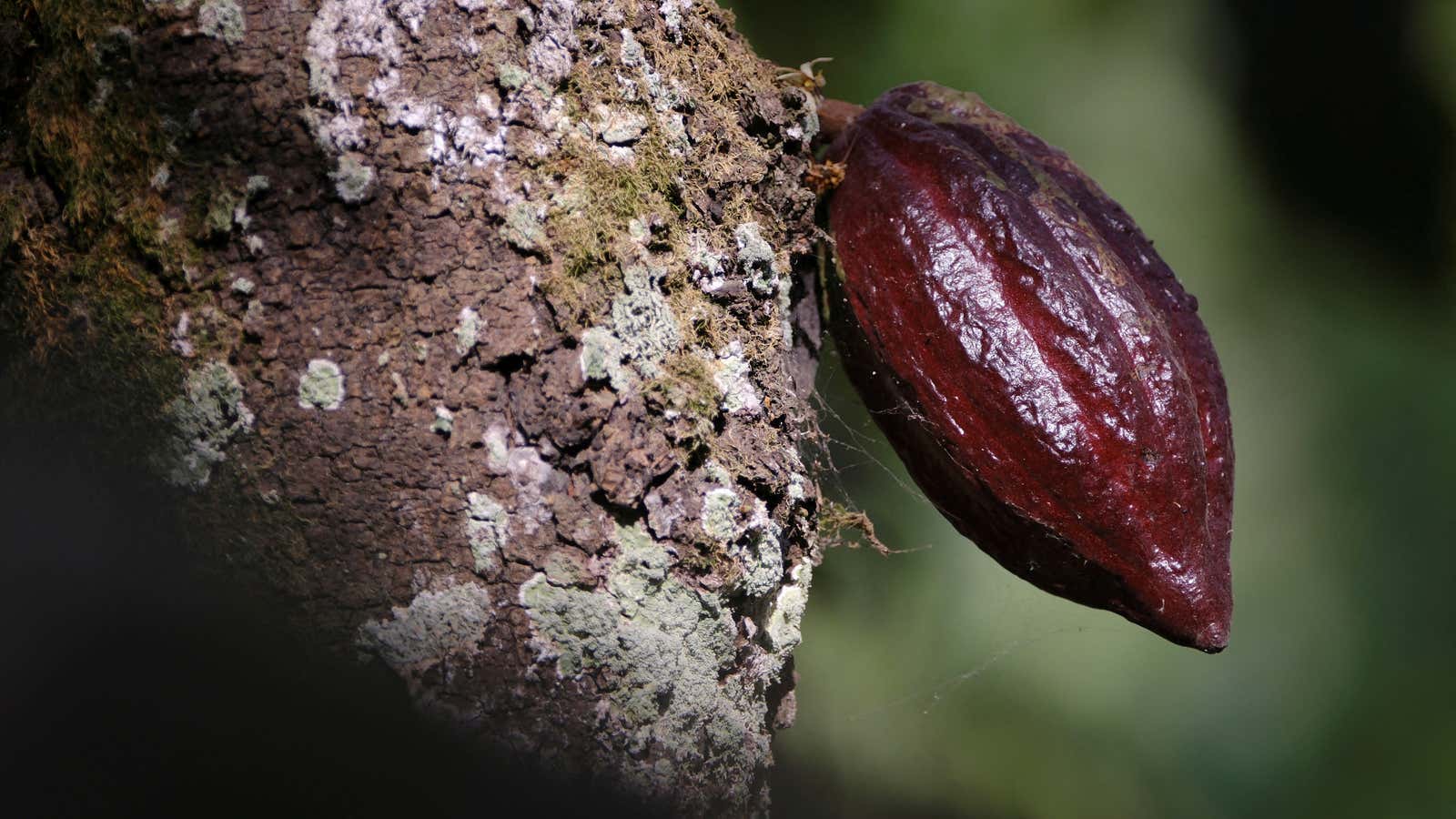 A cocoa crisis