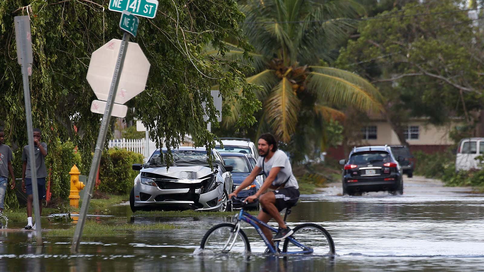 A man rides his bike down a flooded palm-tree lined street, through water that swallows up half of his tires.