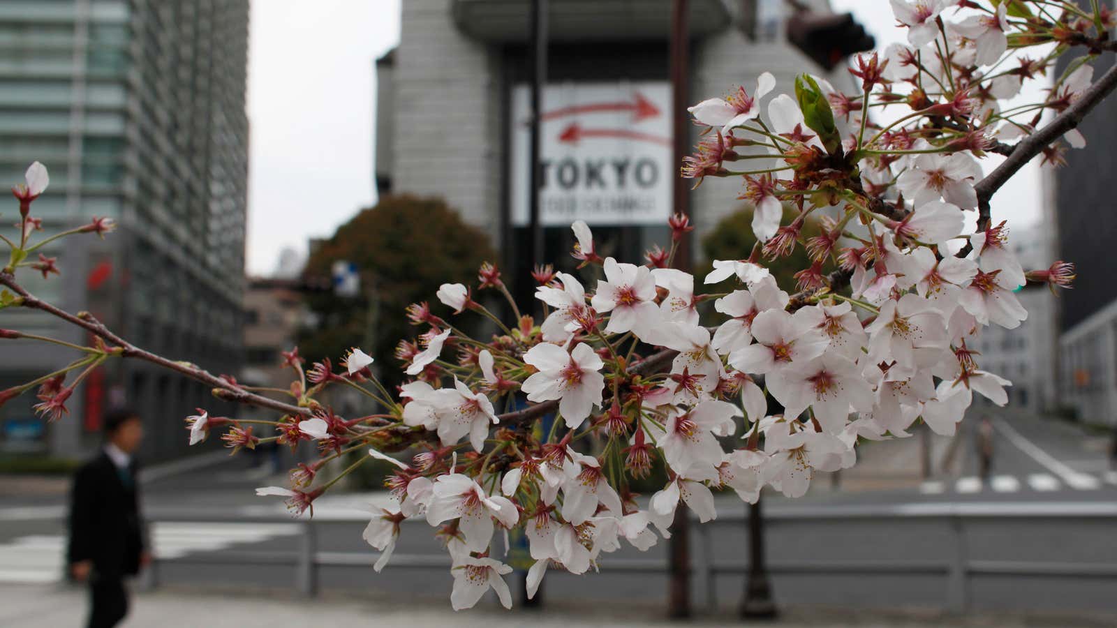 Back in bloom.