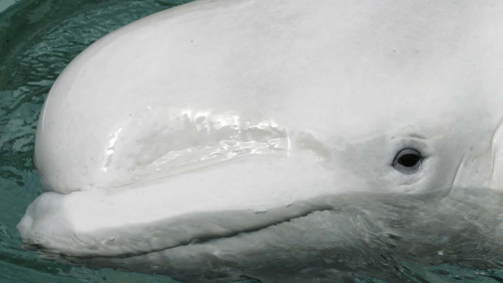 FILE – In this June 11, 2007 file photo, Qannik, a 6-year-old beluga whale, swims in a tank at his new home at the Point Defiance Zoo &amp; Aquarium in Tacoma, Wash. The beluga whales that swim in Cook Inlet off Alaska’s largest city are continuing to struggle and appear headed for extinction if nothing changes, a government official said Friday, Jan. 4, 2012. (AP Photo/Ted S. Warren, file)