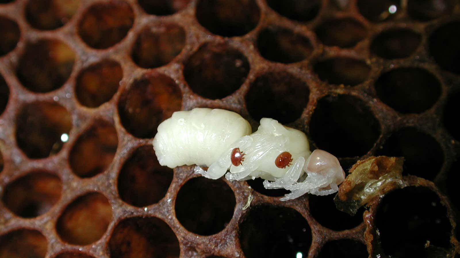 Parasitic varroa mites are wreaking havoc on bee colonies