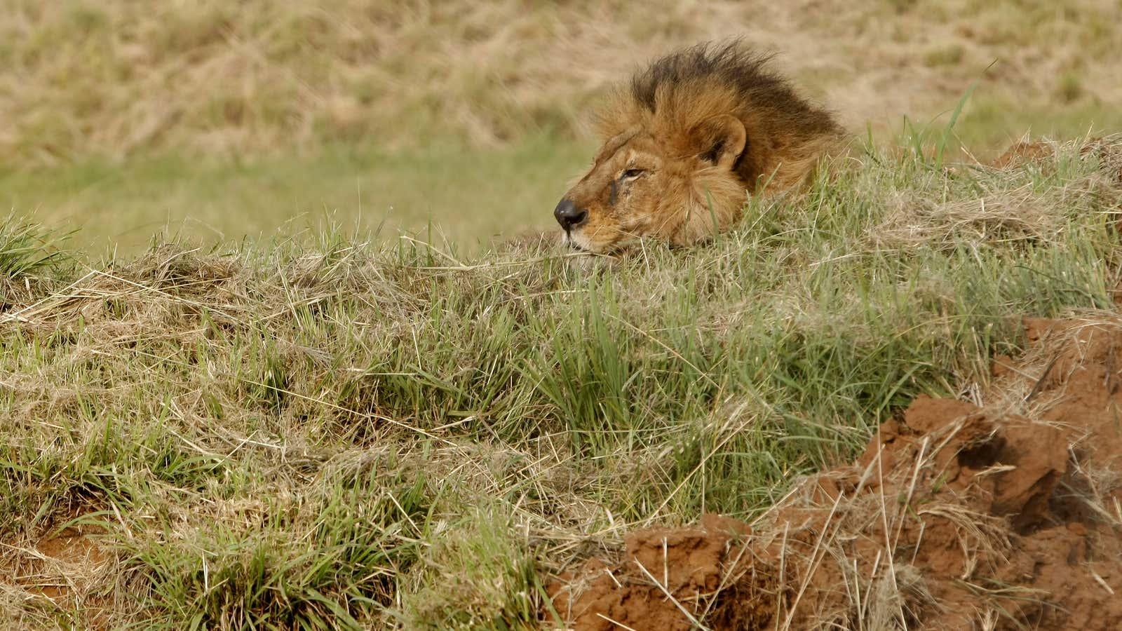 A photo of a lion at the Lions Rock Big Cat Sanctuary in South Africa.