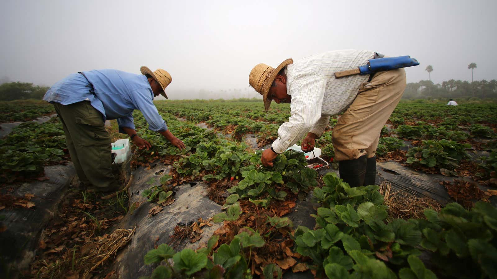 Scott Hutchins has spent his career in Dow’s pesticide and seed division.