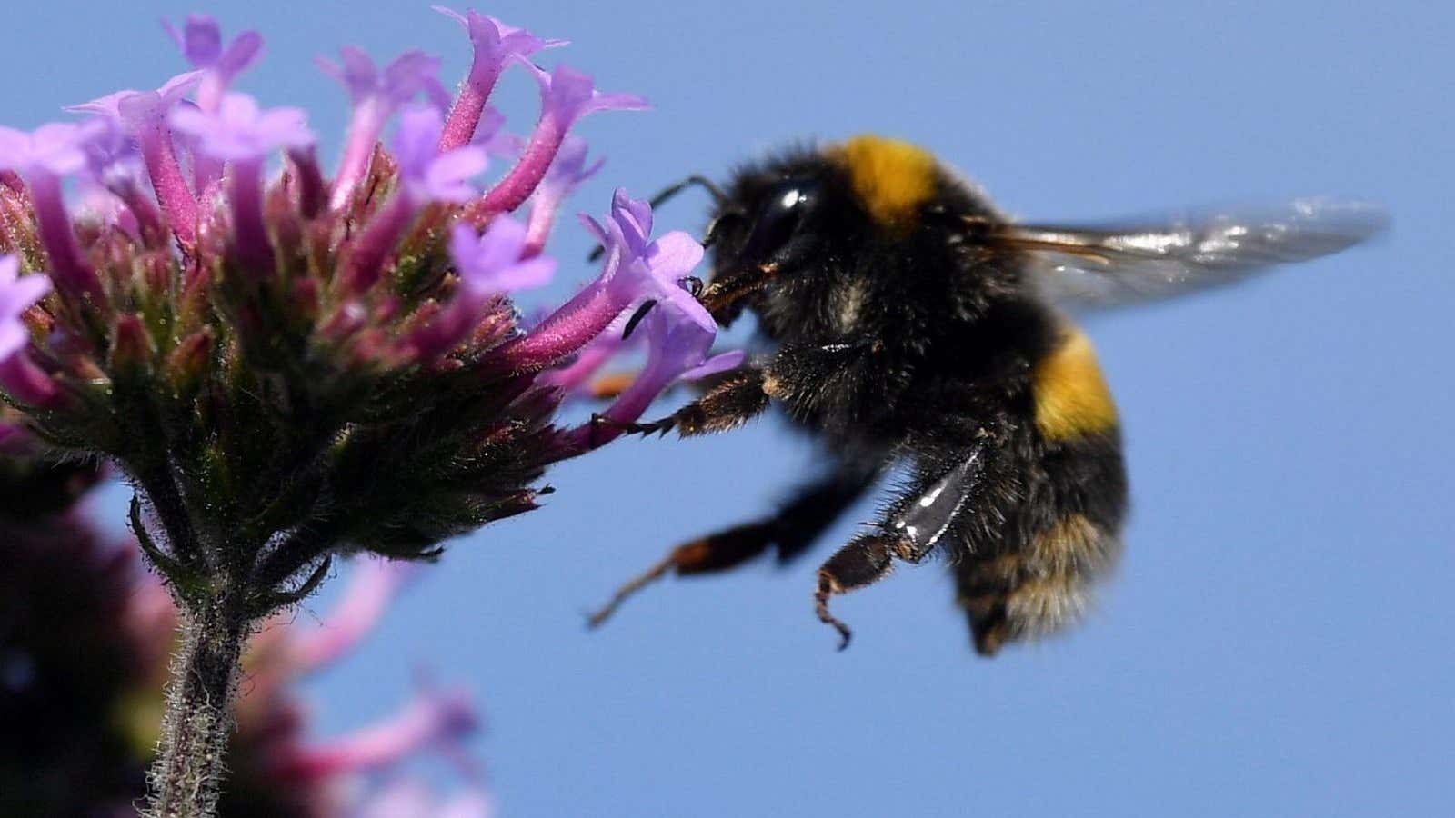 A sweet deal for wandering bees.