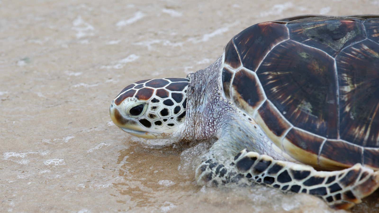 The enduring turtle offers clues as to dinosaur DNA.