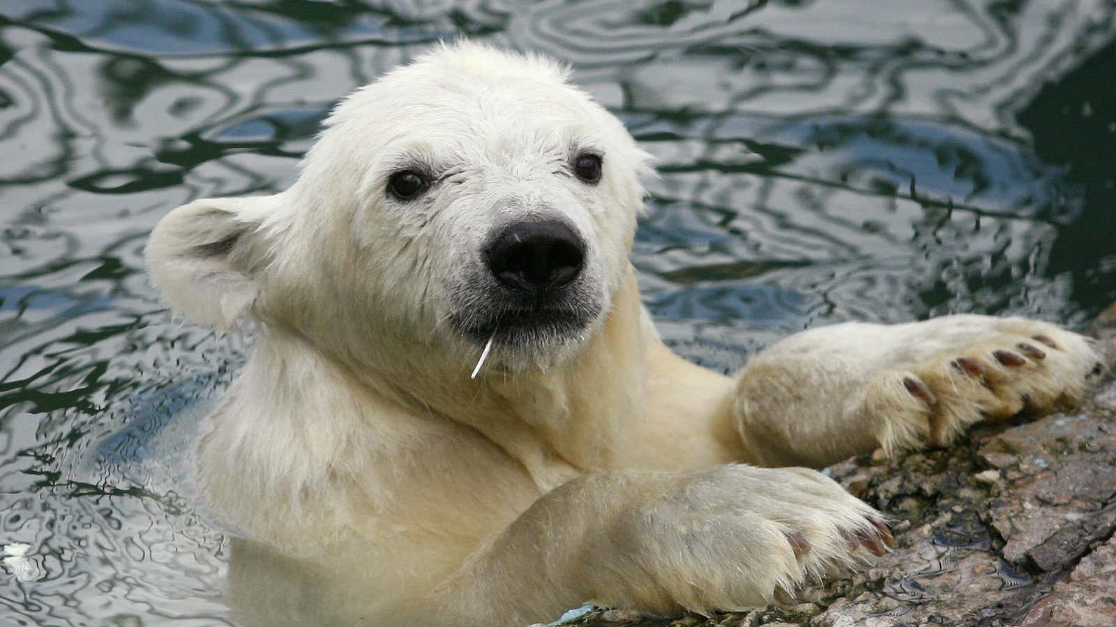 A six-month-old female polar bear cub cools off in its pool at the Royev Ruchey Zoo in Russia?s Siberian city of Krasnoyarsk, July 29, 2010.…