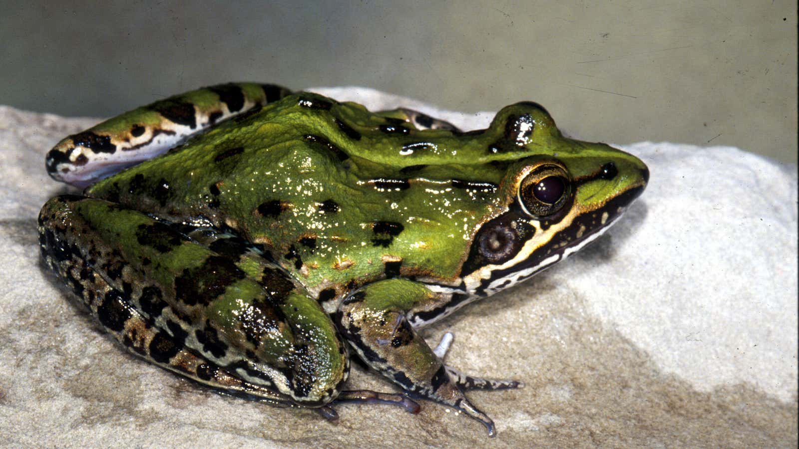 Do frogs in Madagascar have some type of immunity?