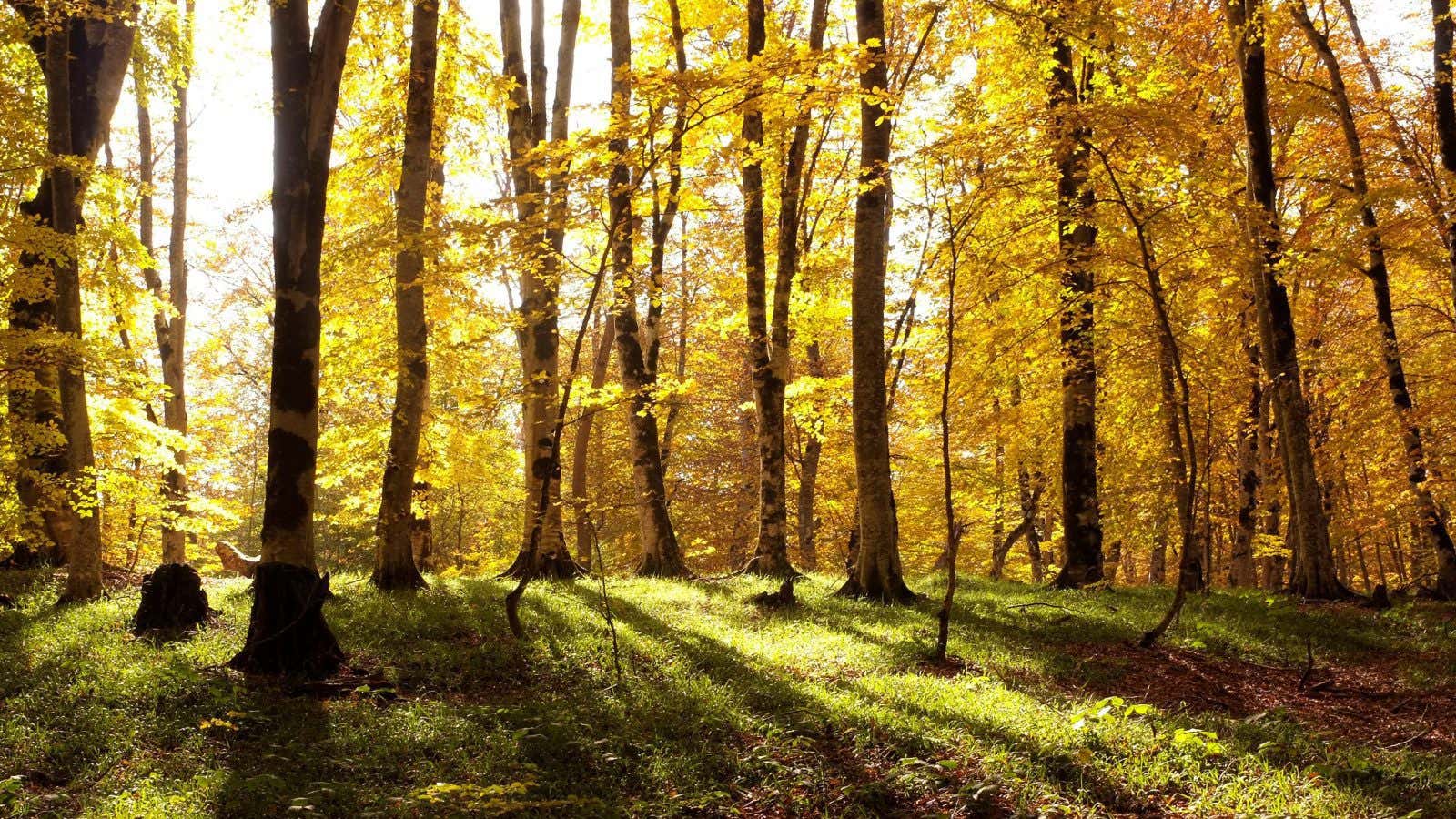 Autumn colours are seen in a forest outside Tbilisi, Georgia October 25, 2017. REUTERS/David Mdzinarishvili – RC1500D9AD50