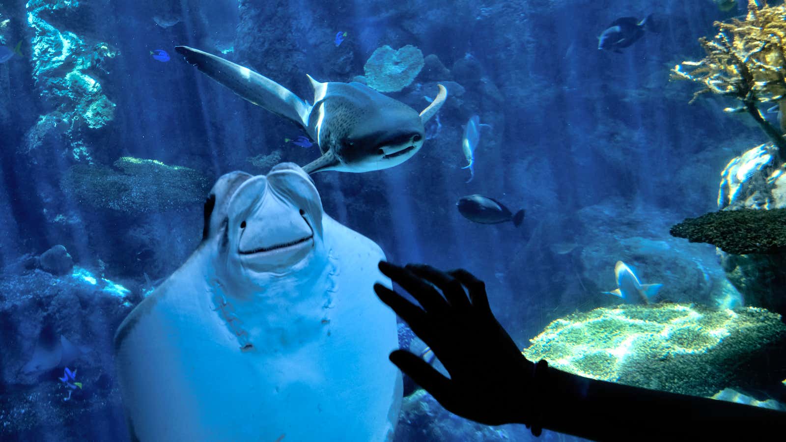 Are aquariums ethical?
